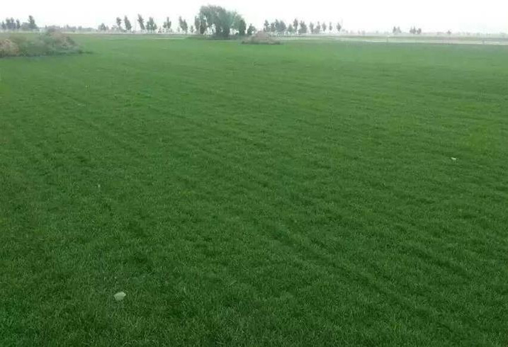 草皮護(hù)坡技術(shù)特點及施工流程